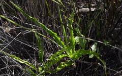 Chlorophytum graminifolium
