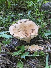 Lactarius psammicola
