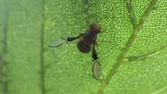 Anomoia purmunda