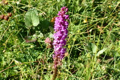 Gymnadenia densiflora