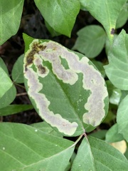 Cameraria guttifinitella