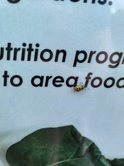 Diabrotica undecimpunctata