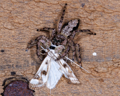 Platycryptus undatus