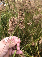 Scirpus cyperinus