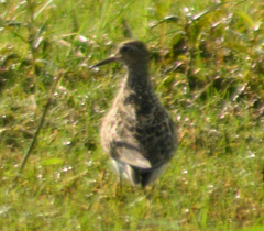 Calidris melanotos