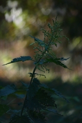 Urtica dioica