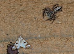 Platycryptus undatus