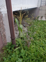 Sorghum
