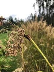 Scirpus cyperinus