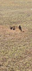 Athene cunicularia