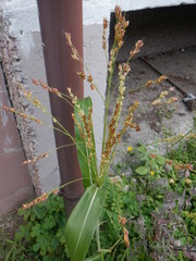 Sorghum