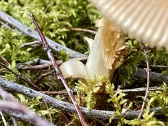 Amanita fulva