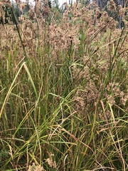 Scirpus cyperinus