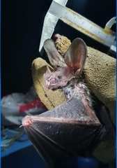 Trachops cirrhosus