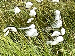 Eriophorum