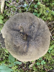 Aureoboletus mirabilis