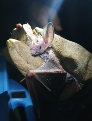 Trachops cirrhosus