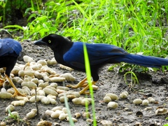 Cyanocorax beecheii
