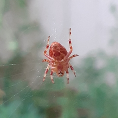 Araneus diadematus