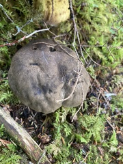 Aureoboletus mirabilis