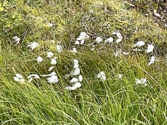 Eriophorum