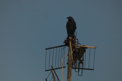 Corvus monedula