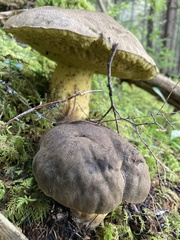 Aureoboletus mirabilis