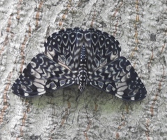 Hamadryas amphinome mazai