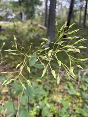 Arnoglossum atriplicifolium