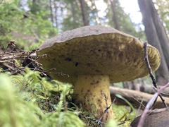 Aureoboletus mirabilis