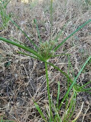 Cyperus eragrostis