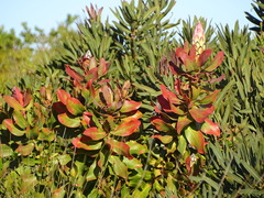 Protea eximia