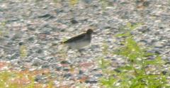 Charadriiformes