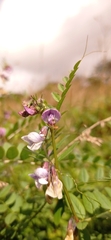Vicia sepium