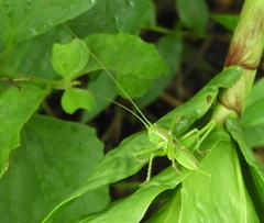 Neobarrettia sinaloae