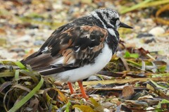 Arenaria interpres