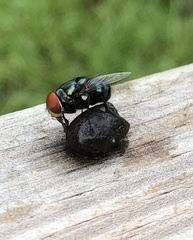 Chrysomya megacephala