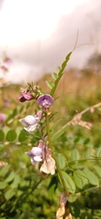 Vicia sepium