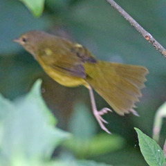 Geothlypis philadelphia
