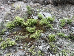Adiantum aleuticum