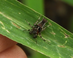Wagneriana