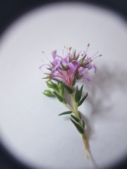 Agathosma ciliata