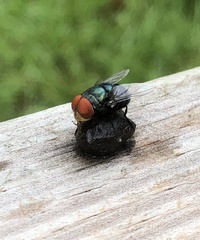 Chrysomya megacephala