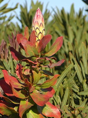 Protea eximia
