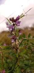 Vicia sepium