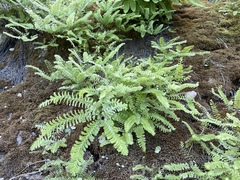 Adiantum aleuticum