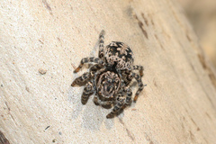 Aelurillus v-insignitus