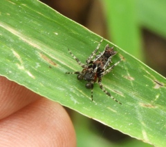 Wagneriana