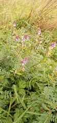 Vicia sepium