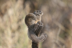 Otospermophilus variegatus